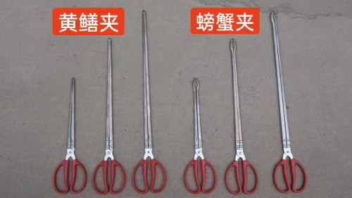 带齿黄鳝夹螃蟹夹